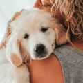 Nemojte ga ignorisati: Ovo je znak da je vaš pas možda u velikim bolovima