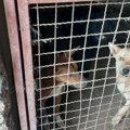 Uznemirujući prizor „karantina“ za pse nadomak Novog Bečeja: Aktivisti i građani tvrde da nadležni ignorišu njihove apele…
