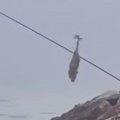 Mirno jutro na plaži, a onda šok Kad je pecaroš video šta mu se koprca na udici, prevrnuo mu se želudac! (video)