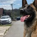 Horor u Sopotu: Pas unakazio dete (5) tokom igre! Vlasnik: "Ne znam šta mu je bilo, pas će biti uspavan"