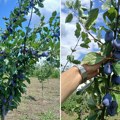 Šljiva rodila kao retko kada: Grane se savijaju pod plodovima, voćari kažu da ovakvu godinu dugo nisu imali