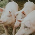 U Srbiji 36.101 svinja uginula zbog afričke kuge, virus zabeležen u sedam opština