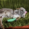 Uginulo magarence sa Krčedinske ade: „Izgledalo je kao da se oporavlja“