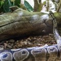 Ubijena najveća zmija na svetu Jeziva slika iz Amazonije (foto)