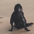 "Čudovište iz dubina..." Snimio dlakavo crno stvorenje na plaži, a onda mu je prišao bliže (video)