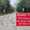 Invazija crvenih kraba na australijsko Božićno ostrvo: Stotinu miliona zglavkara hrli ka Indijskom okeanu