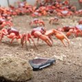 Najezda crvenih rakova na malom ostrvu Ima ih na milione i idu ka okeanu - ovaj prizor se retko viđa