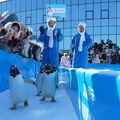 VIDEO: Parada pingvina u susret Kineskoj novoj godini