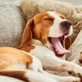 Veterinar otkriva koliko vaš pas treba da spava i kada treba da se zabrinete: "Manjak sna može da im škodi"