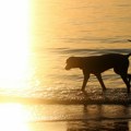 Крзно штити од сунца, али... Пси са мало длаке или светлом кожом могу да изгоре, опекотине изузетно опасне по кућне љубимце…
