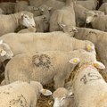 Ograničava se klanje ovaca i koza na privatnim farmama: Ovo su nove mere za suzbijanje kuge