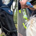 Neverovatna scena ispred restorana u koji Srbi rado idu: Umesto kolima, mladić stigao jašući Sparka!
