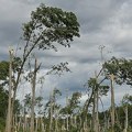 Julsko nevreme za dva dana uništilo hiljade hektara šuma, stradale i životinje