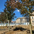 Za zeleniji Kragujevac: Posađena nova stabla na Trgu Radomira Putnika