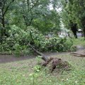 Drvo umalo palo na porodicu sa detetom: Haos na Novom Beogradu: Stablo oštećeno u oluji palo na automobile (foto)