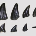 Kada su dinosaurusi šetali Srbijom: Otkriveni prvi ostaci izumrlih gmizavaca kod Pirota