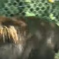 Misteriozna divlja životinja snimljena ispred kuće Svi u šoku zbog jezivog stvorenja! (video)