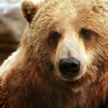 Počela "Nedelja debelih medveda" na Aljasci: Bira se favorit među onima koji su se najviše ugojili