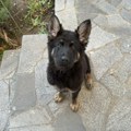 Nestao Neron, mali nemački ovčar. Na Zavojskom jezeru, na Buljaricama!