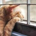 Veterinarka upozorava: Ovih 7 znakova otkriva da je vaša mačka usamljena