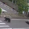 Uhvaćena zver koja je paralisala Japan! Životinja koja je zatvorila 94 škole i uterala strah u kosti građanima konačno…
