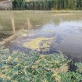 Žuta masnoća prekrila deo Velikog bačkog kanala; zatražena hitna inspekcijska kontrola