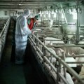 Virus hara u 13 opština: Više od 36.000 grla uginulo i eutanazirano od afričke kuge svinja