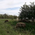 Zbog afričke kuge svinja u Semberiji oprezni i stočari u Mačvi