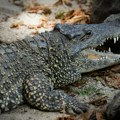 Aligator se nameračio da pojede rodu, onda je iz žbuna izleteo krokodil: Neverovatan snimak surovosti prirode