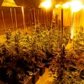 Laboratorija marihuane otkrivena u Prokuplju, uhapšeni u Beogradu