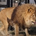 VIDEO: Najusamljeniji lav na svetu nakon pet godina provedenih u betonskoj ćeliji stigao u utočište