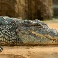 S farme u Kini pobeglo 75 krokodila, meštanima rečeno da ostanu kod kuće