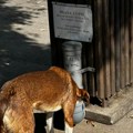 Foto-vest: Improvizovana hranilica za pse u centru Prokuplja