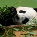 Dve pozajmljene džinovske pande napustile Škotsku i vraćaju se u Kinu
