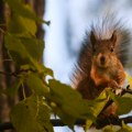 Šta je pronađeno u kostima veverica: Nova otkrića o opakoj bolesti koja je harala u srednjem veku
