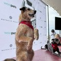 Pas Kodi dobitnik nagrade Palm Dog na filmskom festivalu u Kanu