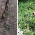 Saša obilazio imanje, pa se susreo s ljutom zveri! Snimio dok skače da ga napadne: Samo je izleteo iz žbunja