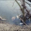 Još jedan masovni pomor ribe u Zapadnoj Moravi