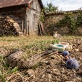 Ne dozivajte ih: Zmije obožavaju ova 4 mirisa, a svi ih imamo u dvorištu