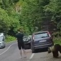 Opasan susret na magistrali: Čovek nepomično stoji, dok ga medved njuši, za dlaku je izbegao napad zveri, evo šta ga je…