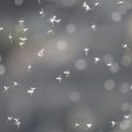 Нови случајеви грознице Западног Нила у Србији, како да се заштитимо