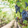 Nagrađivani vinograd na meti lopova: Ukradeno pola tone grožđa, čokoti potpuno ogoljeni