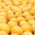 Raste uvoz zaraženih citrusa