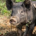 Meso crne slavonske svinje postalo 46. hrvatski proizvod zaštićenog naziva