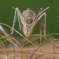 Virus Zapadnog Nila: Kako NAM komarci donose tropske viruse?