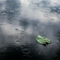 VREME DANAS: Kiša i pljuskovi, popodne razvedravanje