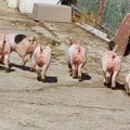 Hoće li afrička kuga podići cene prasetine u Srbiji? Evo kakve su cene prasića i jaganjaca na stočnim pijacama