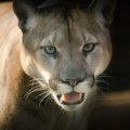 Puma napala i usmrtila planinarku u Koloradu: divlja zver je ubrzo pronađena
