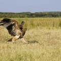 FOTO: Posle otmice, povratka i oporavka u Srbiji, orao Feliks najzad na slobodi