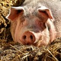 Preporuke zbog afričke kuge svinja: Svinje staviti pod kontrolu odstrelom i zatvaranjem u određene rezervate